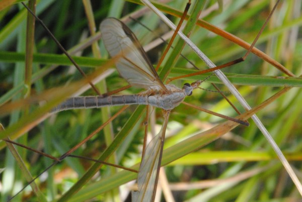 Croce Rossa Italiana - Comitato di Arenzano