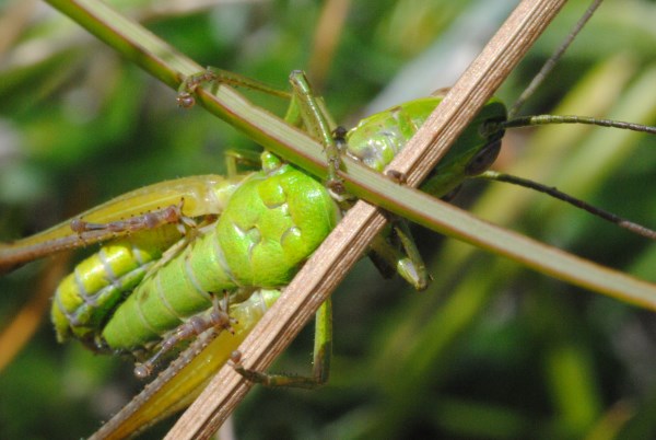 Croce Rossa Italiana - Comitato di Arenzano