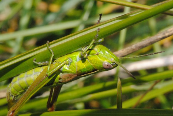 Croce Rossa Italiana - Comitato di Arenzano