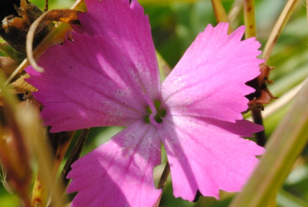 Croce Rossa Italiana - Comitato di Arenzano