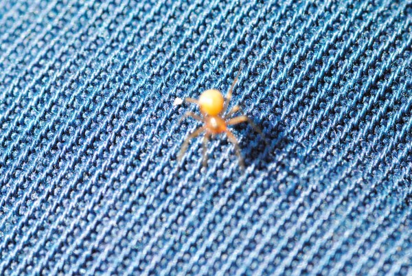 Croce Rossa Italiana - Comitato di Arenzano