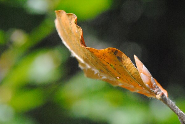 Croce Rossa Italiana - Comitato di Arenzano