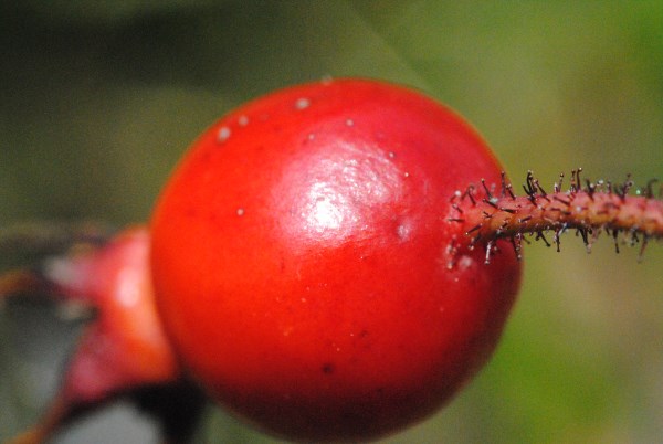 Croce Rossa Italiana - Comitato di Arenzano