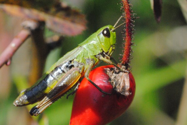 Croce Rossa Italiana - Comitato di Arenzano