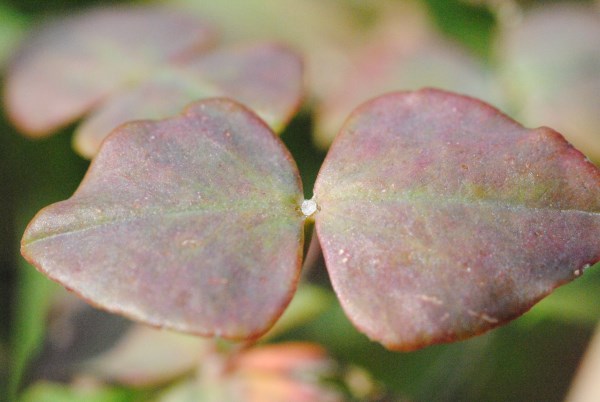 Croce Rossa Italiana - Comitato di Arenzano