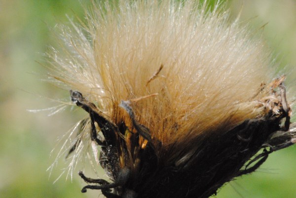 Croce Rossa Italiana - Comitato di Arenzano