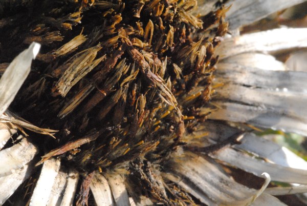 Croce Rossa Italiana - Comitato di Arenzano