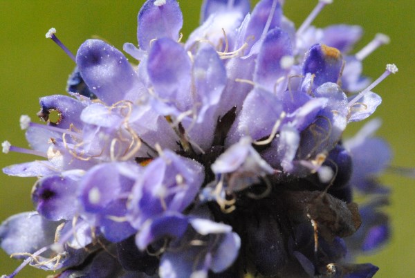 Croce Rossa Italiana - Comitato di Arenzano