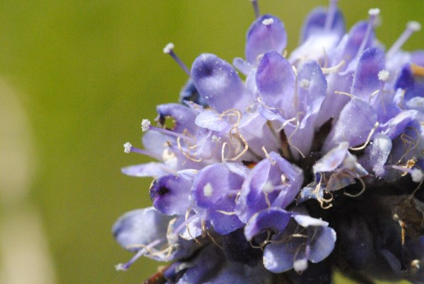 Croce Rossa Italiana - Comitato di Arenzano
