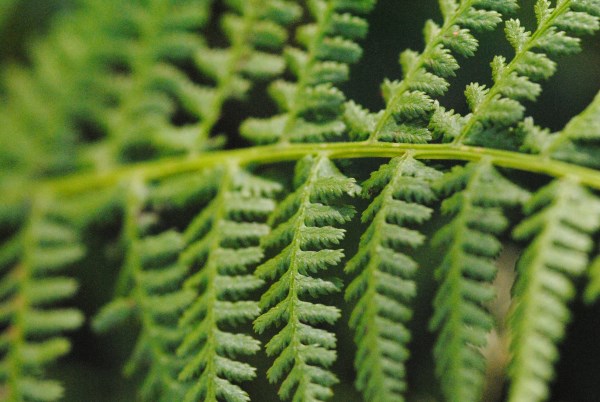 Croce Rossa Italiana - Comitato di Arenzano