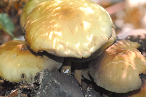 Croce Rossa Italiana - Comitato di Arenzano