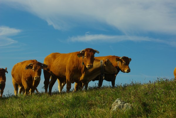 Croce Rossa Italiana - Comitato di Arenzano