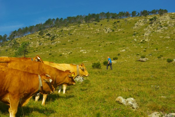 Croce Rossa Italiana - Comitato di Arenzano
