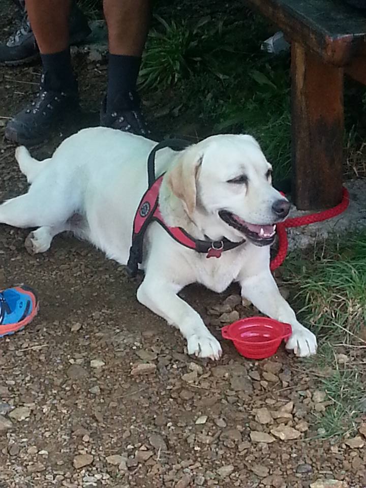 Croce Rossa Italiana - Comitato di Arenzano