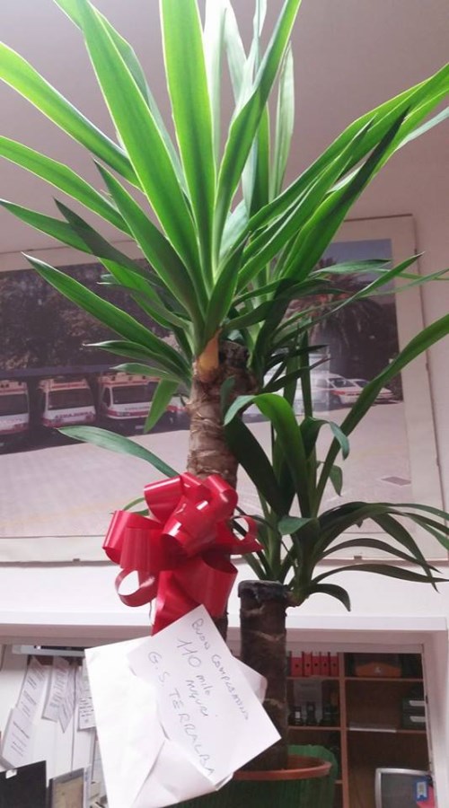 Croce Rossa Italiana - Comitato di Arenzano