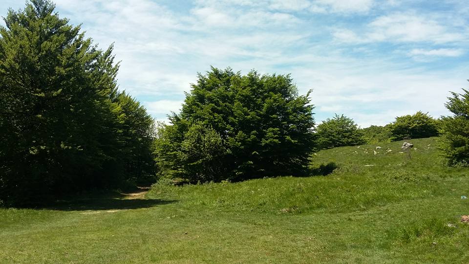Croce Rossa Italiana - Comitato di Arenzano