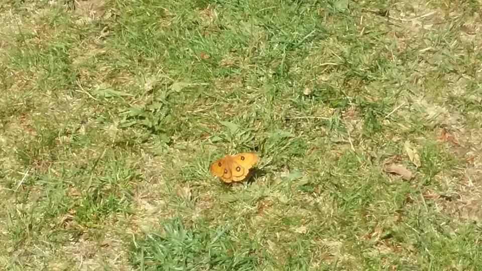 Croce Rossa Italiana - Comitato di Arenzano