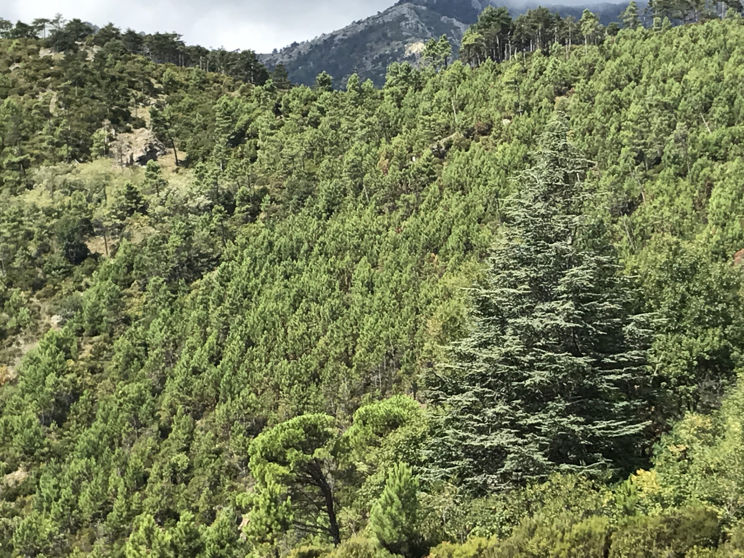 Croce Rossa Italiana - Comitato di Arenzano