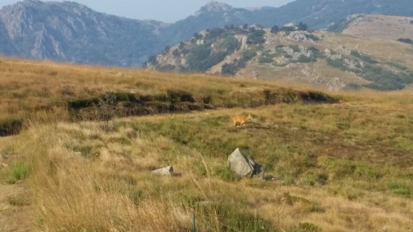 Croce Rossa Italiana - Comitato di Arenzano