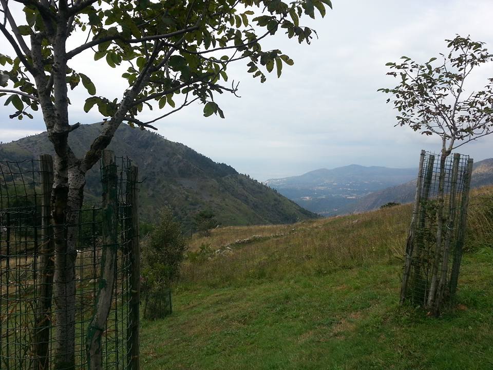 Croce Rossa Italiana - Comitato di Arenzano