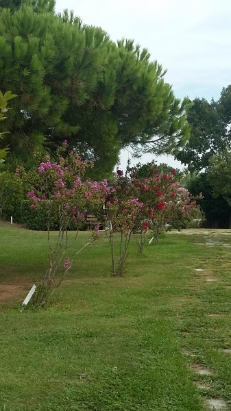 Croce Rossa Italiana - Comitato di Arenzano