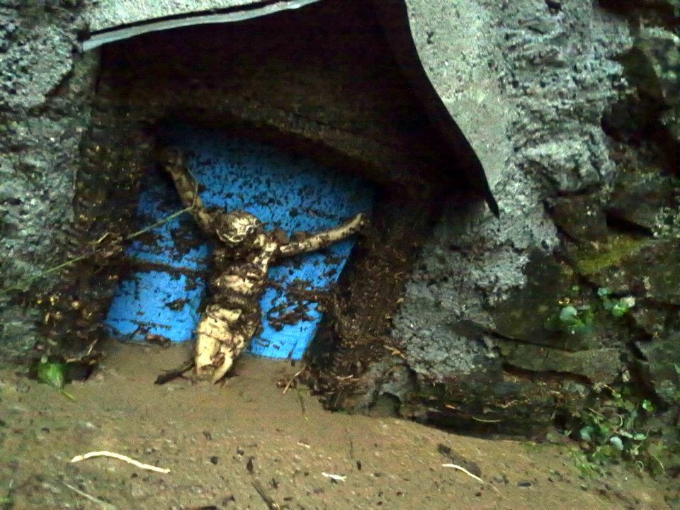 Croce Rossa Italiana - Comitato di Arenzano