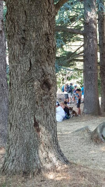 Croce Rossa Italiana - Comitato di Arenzano