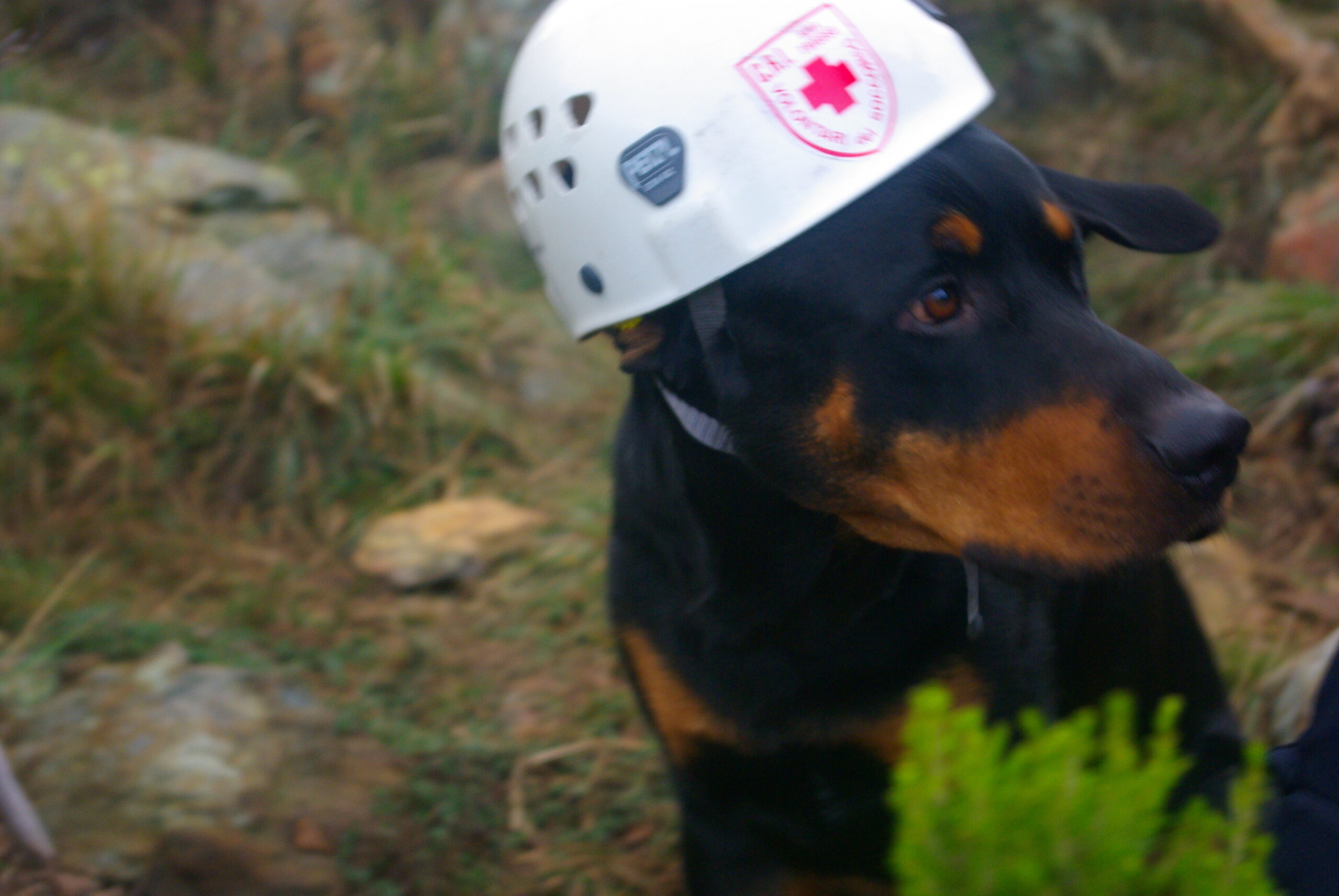 Croce Rossa Italiana - Comitato di Arenzano