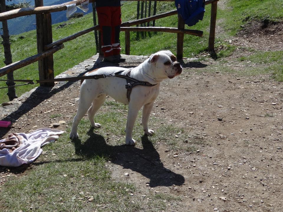 Croce Rossa Italiana - Comitato di Arenzano