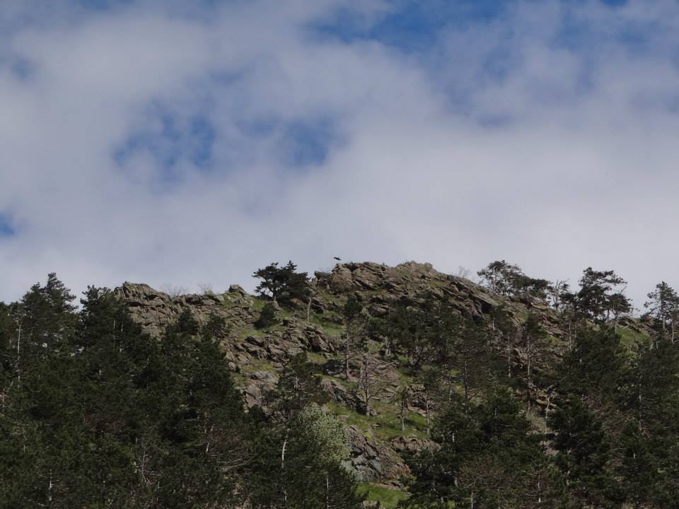 Croce Rossa Italiana - Comitato di Arenzano