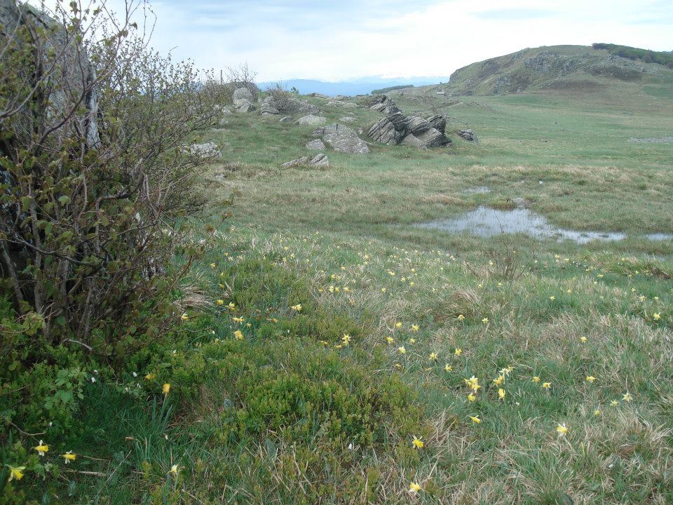 Croce Rossa Italiana - Comitato di Arenzano