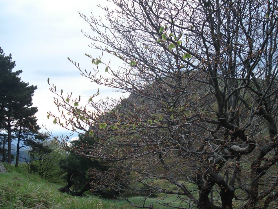 Croce Rossa Italiana - Comitato di Arenzano