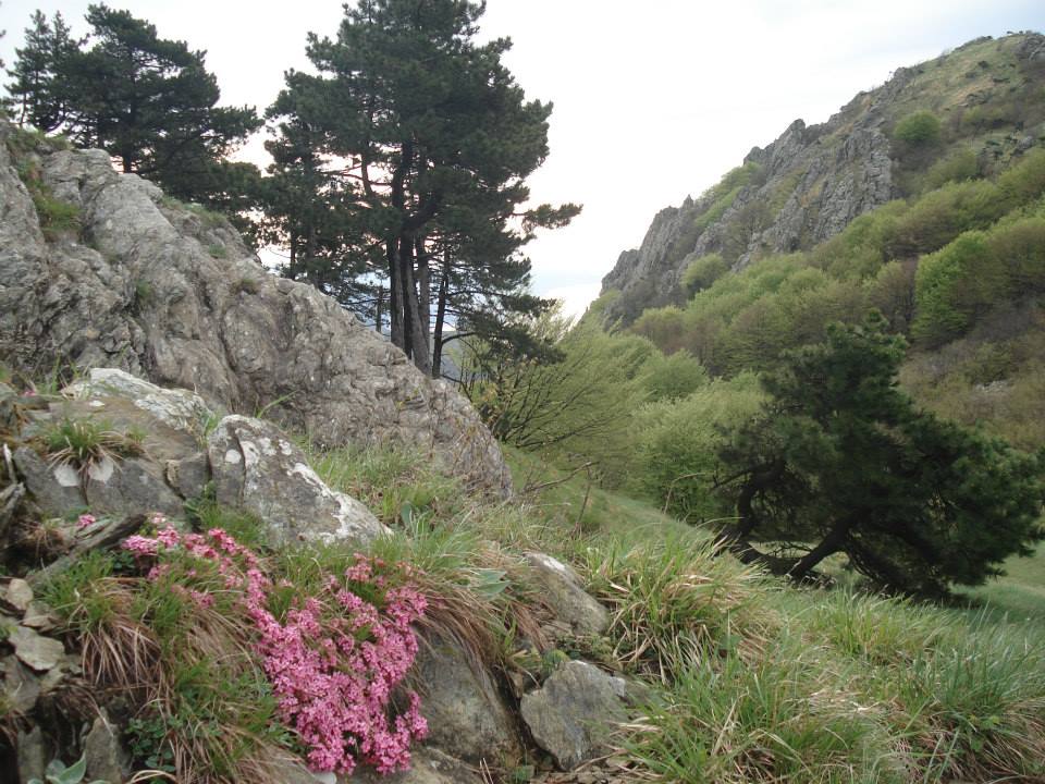 Croce Rossa Italiana - Comitato di Arenzano